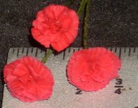 Carnations, Red 1:12 Miniature Flower Flowers Garden #0675