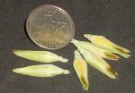 Corn 6 Pieces w/ Husks & Silk 1:12 Miniature #5313 Vegetable